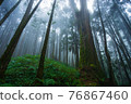 Misty forest in rainy season. 76867460