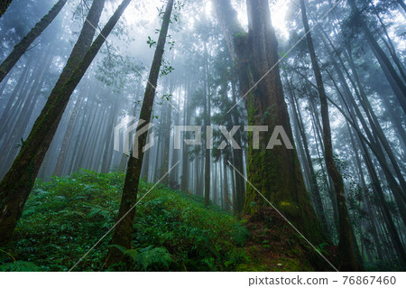 Misty forest in rainy season. Misty forest in rainy season. 76867460