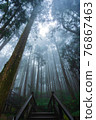 Misty forest 76867463