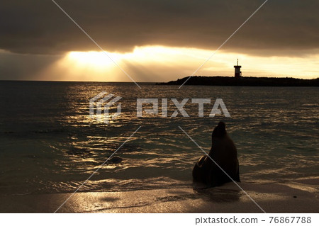 加拉帕戈斯群島日落和海獅 76867788