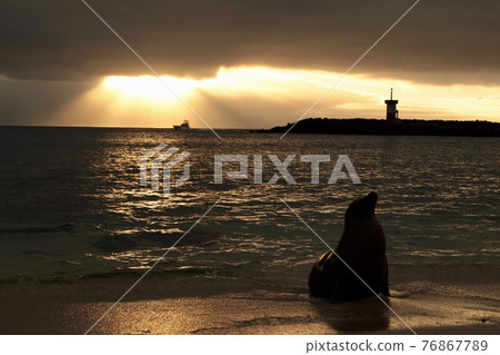 加拉帕戈斯群島日落和海獅 加拉帕戈斯群島日落和海獅 76867789