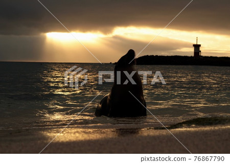 加拉帕戈斯群島日落和海獅 加拉帕戈斯群島日落和海獅 76867790