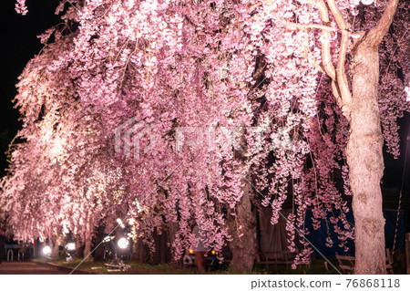 《Fukushima Prefecture》 Illuminated weeping cherry trees ・ Nitchu Line Memorial Bicycle Pedestrian Road 《Fukushima Prefecture》 Illuminated weeping cherry trees ・ Nitchu Line Memorial Bicycle Pedestrian Road 76868118