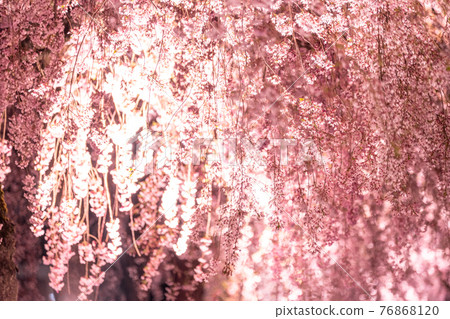《Fukushima Prefecture》 Illuminated weeping cherry trees ・ Nitchu Line Memorial Bicycle Pedestrian Road 《Fukushima Prefecture》 Illuminated weeping cherry trees ・ Nitchu Line Memorial Bicycle Pedestrian Road 76868120