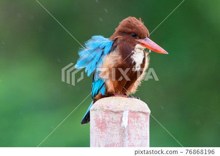 A fat, white-breasted kingfisher looking for food. A fat, white-breasted kingfisher looking for food. 76868196