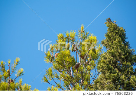 Green pine tree with long needles on a background of blue sky. Freshness, nature, concept. 76868226