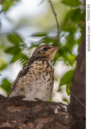 A fieldfare chick, Turdus pilaris, has left the nest and is sitting on a branch. A chick of fieldfare sitting and waiting for a parent on a branch. 76868246