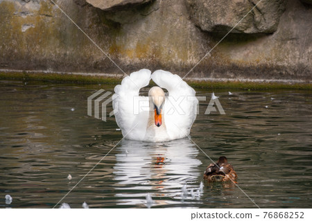 A graceful white swan swimming on a lake with dark green water. The white swan is reflected in the water 76868252
