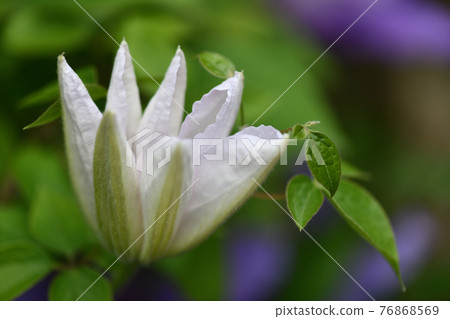 Flowering of white clematis (Tessen) Flowering of white clematis (Tessen) 76868569