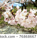 櫻花盛開 76868667