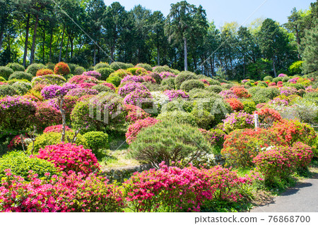 Ome City Shiofune Kannon Azalea Festival Ome City Shiofune Kannon Azalea Festival 76868700