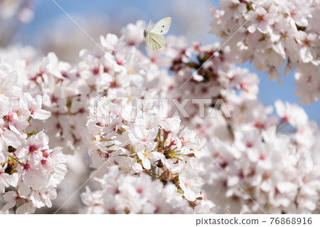 Flying cabbage white butterfly and cherry blossoms Flying cabbage white butterfly and cherry blossoms 76868916