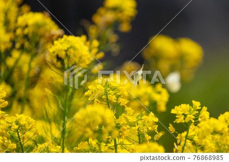 飛白菜白蝴蝶和油菜花 76868985