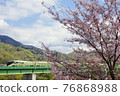盛開的櫻花和列車套房敷島 76868988