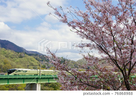 盛開的櫻花和列車套房敷島 盛開的櫻花和列車套房敷島 76868988