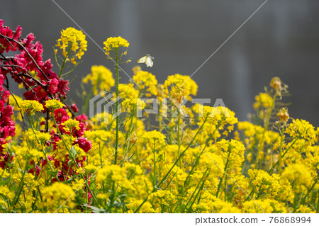 Flying cabbage white butterfly and rape blossoms 76868994