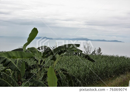 Peek into Amami Oshima from banana and sugar cane fields 76869074