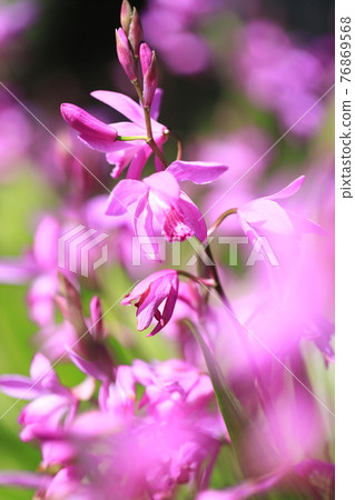Silane flower Silane flower 76869568