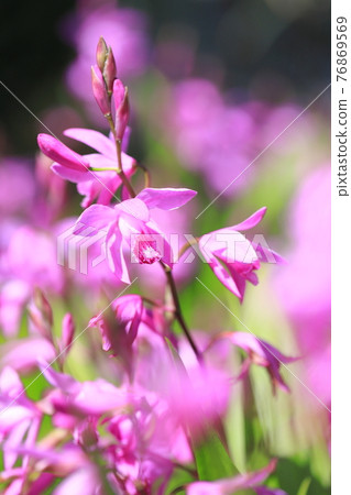 Silane flower Silane flower 76869569