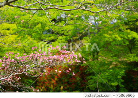 從公園的山丘俯瞰的背景新鮮的綠色花水木 76869606
