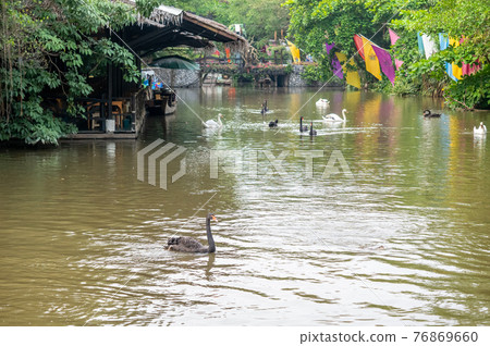 Black swan swim in lake at park Black swan swim in lake at park 76869660