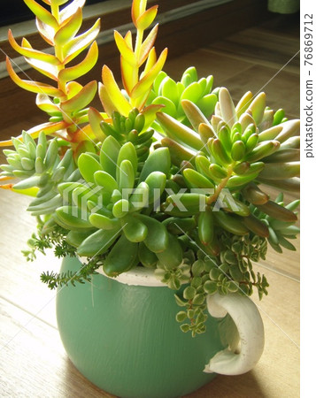 多汁的種植 多汁的種植 76869712