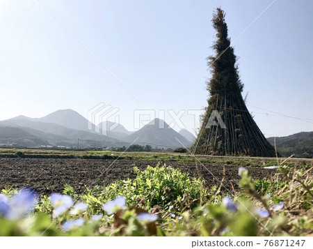 Inazumisan and Dondoyaki Persian speedwell Inazumisan and Dondoyaki Persian speedwell 76871247