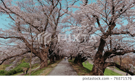 Sakurado 76871576