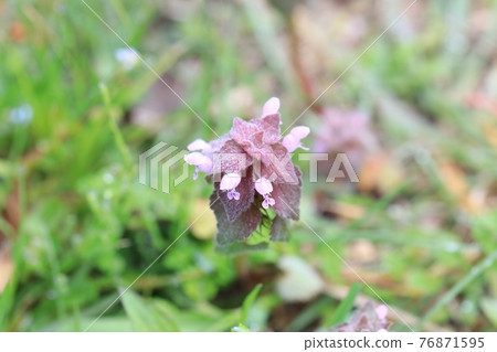 Himeodoricosoum Himeodoricosoum 76871595