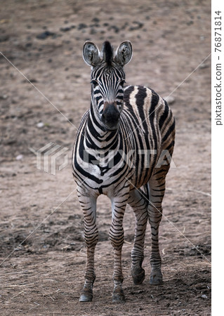 Chapman's zebra, Equus quagga chapmani, standing on dry soil 76871814