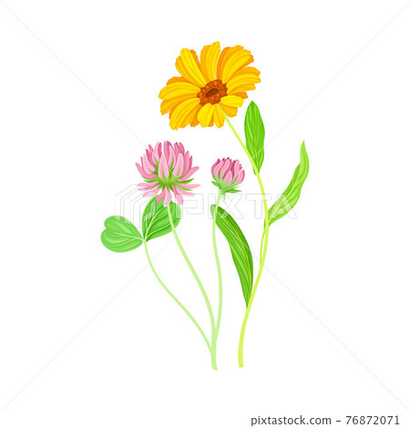 Calendula Plant with Orange Flower Head and Clover on Stem as Meadow Herb Vector Illustration 76872071
