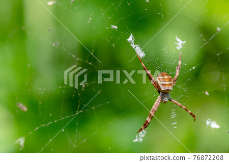 Orb-weaver spider juvenile Orb-weaver spider juvenile 76872208