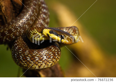 Aesculapian snake climbing on tree in summer sunlight 76872236