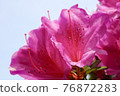 Azalea flowers 76872283