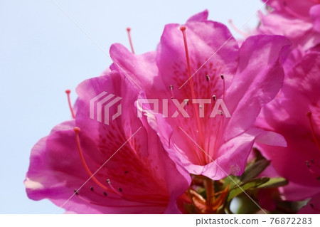 Azalea flowers 76872283