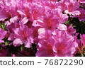 Azalea flowers 76872290