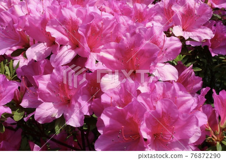 Azalea flowers 76872290