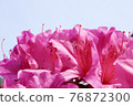 Azalea flowers 76872300