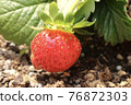 Strawberry picking 76872303