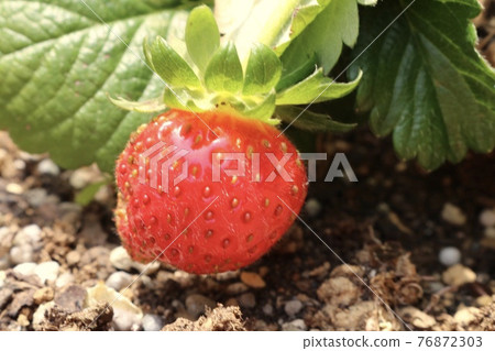 Strawberry picking 76872303