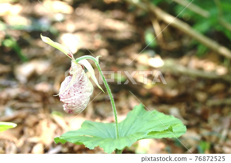 Cypripedium japonicum (Kumaya grass) that I met after a long time 76872525