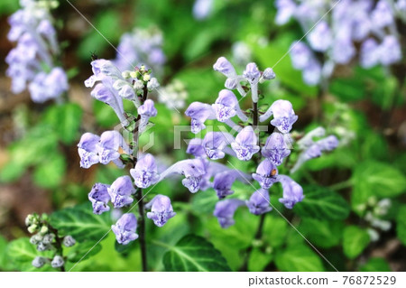 Scutellaria indica blooming in April Scutellaria indica blooming in April 76872529
