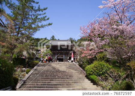 大和寺花寺、長谷寺的仁王門和櫻花 大和寺花寺、長谷寺的仁王門和櫻花 76872597