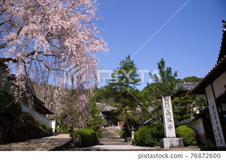 Yamatoji Flower Temple, Hasedera's Niomon and Sakura Yamatoji Flower Temple, Hasedera's Niomon and Sakura 76872600
