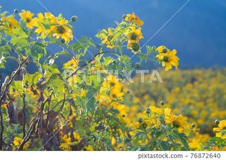 Tree Marigold or yellow flowers in national garden park and mountain hills in Mae Hong Son, Thailand. Nature landscape in travel trip and vacation. Thung Bua Tong at Doi Mae U Kho. 76872640
