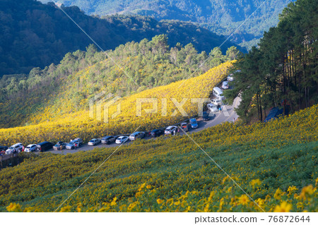 Tree Marigold or yellow flowers in national garden park and mountain hills in Mae Hong Son, Thailand. Nature landscape in travel trip and vacation. Thung Bua Tong at Doi Mae U Kho. 76872644