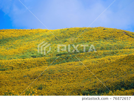 Tree Marigold or yellow flowers in national garden park and mountain hills in Mae Hong Son, Thailand. Nature landscape in travel trip and vacation. Thung Bua Tong at Doi Mae U Kho. Tree Marigold or yellow flowers in national garden park and mountain hills in Mae Hong Son, Thailand. Nature landscape in travel trip and vacation. Thung Bua Tong at Doi Mae U Kho. 76872657