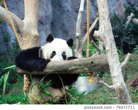 Giant panda who loves swing play Giant panda who loves swing play 76872711