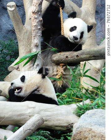 Twin pandas playing well with playset Twin pandas playing well with playset 76872712