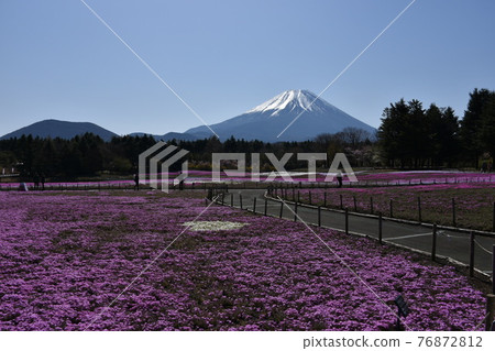 Mount Fuji and mushrooms Mount Fuji and mushrooms 76872812
